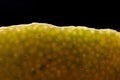 Macro cross section of fresh lemon peels Royalty Free Stock Photo