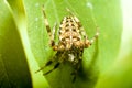 Macro cross spider on green leaves Royalty Free Stock Photo