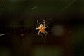 Macro of cross spider sitting in cobweb