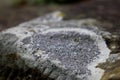 Macro of a crustose lichen Royalty Free Stock Photo