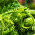 Macro of cucumber tendril in perfect spiral