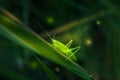 Macro of cute emerald green grasshoper in grass Royalty Free Stock Photo
