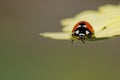 Macro of a cute ladybug resting on a petal of a yellow flower with green background Royalty Free Stock Photo