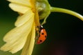 Macro of a cute ladybug resting on a petal of a yellow flower with green background Royalty Free Stock Photo