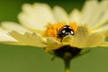 Macro of a cute ladybug resting on a petal of a yellow flower with green background Royalty Free Stock Photo