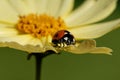 Macro of a cute ladybug resting on a petal of a yellow flower with green background Royalty Free Stock Photo