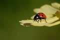 Macro of a cute ladybug resting on a petal of a yellow flower with green background Royalty Free Stock Photo