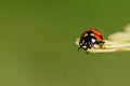 Macro of a cute ladybug resting on a petal of a yellow flower with green background Royalty Free Stock Photo