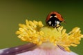 Macro of a cute ladybug resting on a yellow flower pistil outdoors Royalty Free Stock Photo