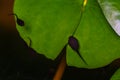 Macro cute tadpole on lotus leaf in a pond, top view image