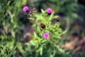 Macro of the cynara cardunculus plant, with purple flower and green stem. Selective focus Royalty Free Stock Photo