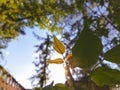 Sunbeam breaking through the foliage