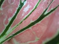 Macro da superfÃÂ­cie de uma folha colorida. Fundos e texturas. Aglaonema modestum, chamado de sempre-viva chinesa Royalty Free Stock Photo
