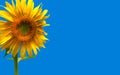 Sunflower Flower Closeup on Blue background Royalty Free Stock Photo