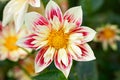 Flowering collarette dahlia Fashion Monger in garden. Bokeh Royalty Free Stock Photo