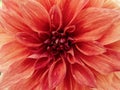 Macro of Dahlia flower. Royalty Free Stock Photo