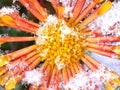 Macro dahlia peach yellow rose colored overblown snow-covered in late november Royalty Free Stock Photo
