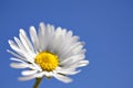 Macro Daisy on Blue Royalty Free Stock Photo