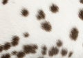 Macro of Dalmatian puppy fur Royalty Free Stock Photo