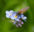 Macro of a dance fly drinking nectar of forget me not blossom Royalty Free Stock Photo
