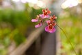 Macro of Dancing Lady orchid Oncidium Varicosum, Oncidium Goldiana. Royalty Free Stock Photo