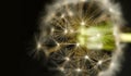 Macro of Dandelion Royalty Free Stock Photo