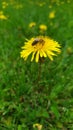 Macro dandelion bee work spring yellow Royalty Free Stock Photo
