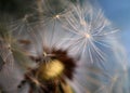 Macro dandelion, blue sky background. Dandelion seeds close-up. Summer. Fragility Royalty Free Stock Photo