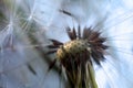Macro dandelion, blue sky background. Dandelion seeds close-up. Summer. Fragility Royalty Free Stock Photo