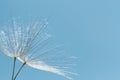 Macro of dandelion in blue sky