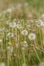 Macro Dandelion clocks growing in a field