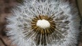 Macro dandelion flower Royalty Free Stock Photo