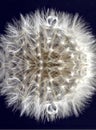 Macro Dandelion