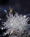 Macro of a dandelion with drops of water and a deep blue background Royalty Free Stock Photo