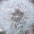 Macro dandelion flower Royalty Free Stock Photo