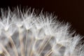 Macro of dandelion flower Royalty Free Stock Photo