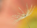 Macro Of Dandelion Fluff Covered With Water Droplets On Dreamy Orange / Green And Yellow Background