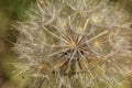 Macro of dandelion fluffy bloom. Dandelion seeds close-up on a blue background. Royalty Free Stock Photo