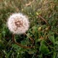 Macro dandelion on green background Royalty Free Stock Photo