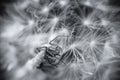 Macro of a dandelion head with a small spider in artistic black and white conversion