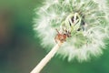 Macro of a dandelion head with a small spider on artistic green background Royalty Free Stock Photo