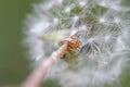 Macro of a dandelion head with a small spider on artistic green background Royalty Free Stock Photo