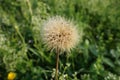 Macro of dandelion Royalty Free Stock Photo