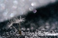 Macro Dandelion Seed Abstract Glitter Background Royalty Free Stock Photo