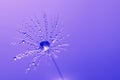 Macro dandelion seed with drops of dew or water purple color. Beautiful art image, selective focus. Space for text