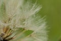 Macro of dandelion seeds with raindrops Royalty Free Stock Photo