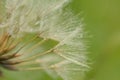 Macro of dandelion seeds with raindrops Royalty Free Stock Photo