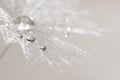 Macro of dandelion with silver drops of dew. Selective focus