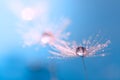 Macro of dandelion with water drop. Dandelion on a beautiful turquoise background. An artistic image. Royalty Free Stock Photo