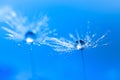 Macro of dandelion with water drop. Dandelion on a beautiful turquoise background. An artistic image.